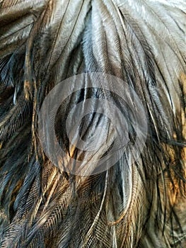 Feathers of a flightless bird upclose