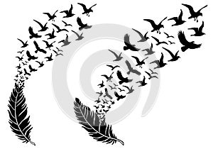 Feathers with flying birds, vector