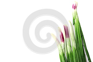 Feathers of green onion isolated on white background on the right side of the frame