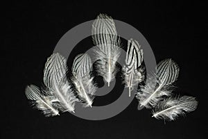 Feathers of Lophura nycthemera Silver pheasant on black