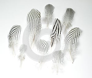 Feathers of Lophura nycthemera Silver pheasant