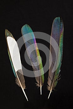 Feathers of Magpie, Pica pica