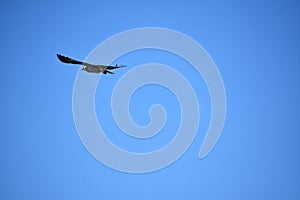 Feathers on an Ospreys Wings Ruffled in Flight