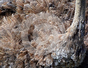 Feathers of Ostrich is one or two species of large flightless birds