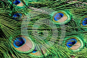 Feathers Peacock on the fence on a bright sunny day