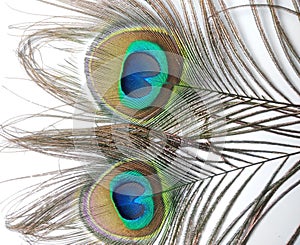 Feathers of Peacock or Peahen