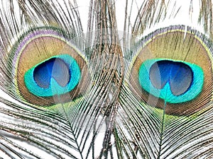 Feathers of Peacock or Peahen