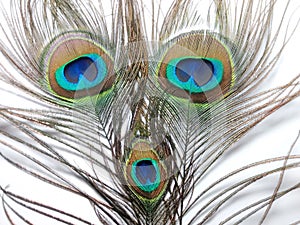 Feathers of Peacock or Peahen