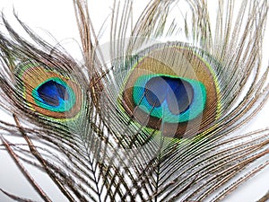 Feathers of Peacock or Peahen