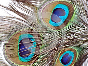 Feathers of Peacock or Peahen