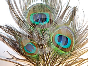 Feathers of Peacock or Peahen