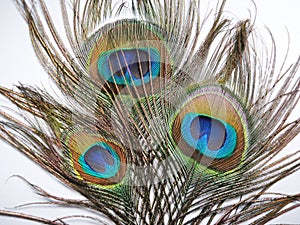 Feathers of Peacock or Peahen