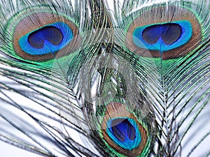 Feathers of Peacock or Peahen