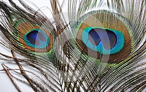 Feathers of Peacock or Peahen