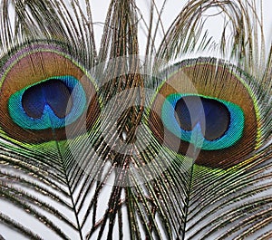 Feathers of Peacock or Peahen