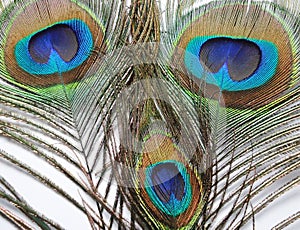 Feathers of Peacock or Peahen
