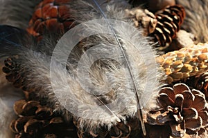 Feathers and Pinecones Nature Stillife.