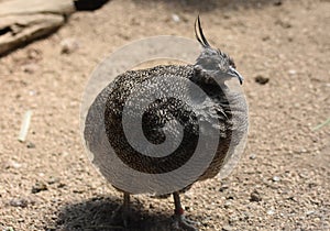 Feathers Puffed Up on a Elegant Crested Tinamou Bird