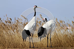 Feathers of red-crowned cranes