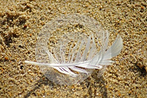 Feathers in the Sand