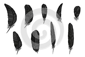 Feathers set in a 3d style. Icons feathers isolated on a light background. Collection of silhouettes of dark feathers. Simp