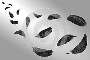 Feathers set in a 3d style. Icons feathers isolated on a light background. Collection of silhouettes of dark feathers. Simp