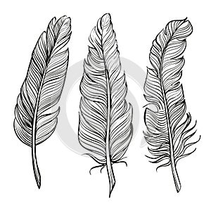 Feathers set hand drawn vector llustration photo