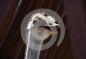Feathers Sticking Up From the Head of an Ostrich