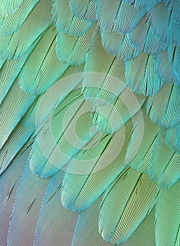 feathers texture