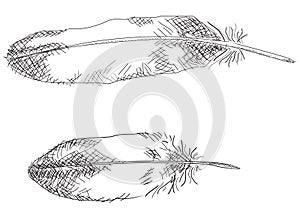 Feathers + vector EPS file