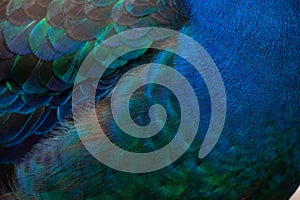 Feathers and wings of a peacock as a background close-up, peacock bird