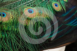 Feathers and wings of a peacock as a background , peacock bird