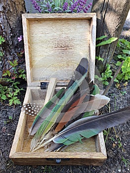 Feathers in Wooden Box Feather Collection