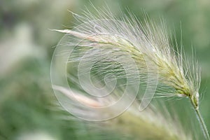 Feathertop cenchrus longisetus