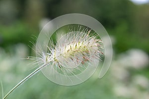 Feathertop cenchrus longisetus