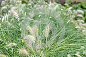 Feathertop cenchrus longisetus