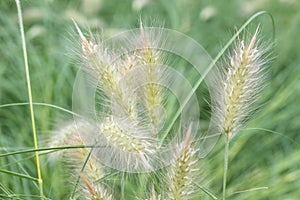 Feathertop cenchrus longisetus