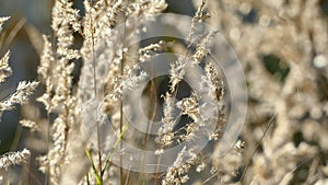 Feathertop grass in the sunlight, bush grass in the wind closeup