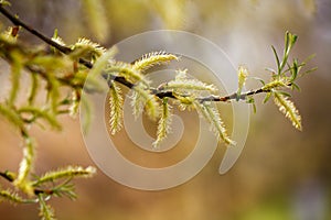 Feathery catkins on a branch