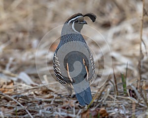 Feathery Crest California Quail