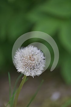 Feathery Dandelion Close-Up with Blurred Background