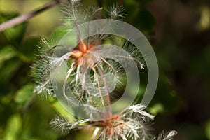 FEATHERY DETAIL OF DAINTY CLEMATIS SEED