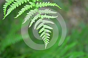 Feathery fern leaf