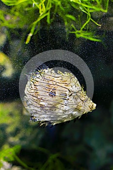 Feathery filefish