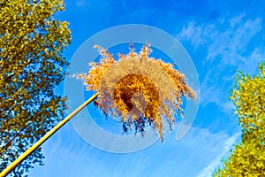 Feathery flower head of a pampas grass plant