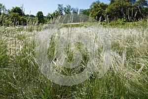 Feathery flowering spikes of Stipa in spring