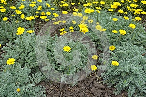 Feathery foliage and yellow flowers of Cota tinctoria Kelwayi