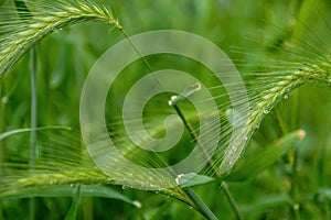 Feathery fresh green spiky grass with sparkling raindrop