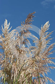 Feathery grass photo