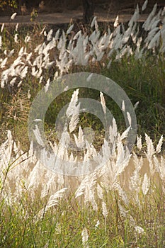 Feathery grass .